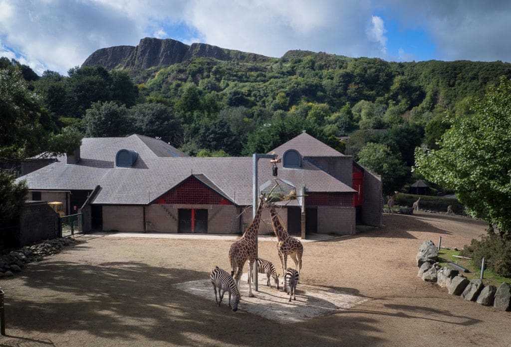 BELFAST ZOO GOES FROM STRENGTH TO STRENGTH SINCE REOPENING TO THE PUBLIC, WITH VISITOR NUMBERS AT THEIR HIGHEST SINCE 2014. 6